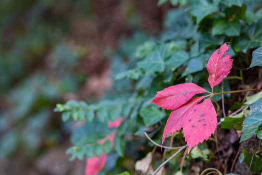 View of crimson leaves unfurl against a backdrop of verdant ivy a vibrant contrast in the quiet woods creating a serene scene Arkansas United States. View of crimson leaves unfurl against a backdrop of verdant ivy a vibrant contrast in the quiet woods creating a serene scene Arkansas United States.