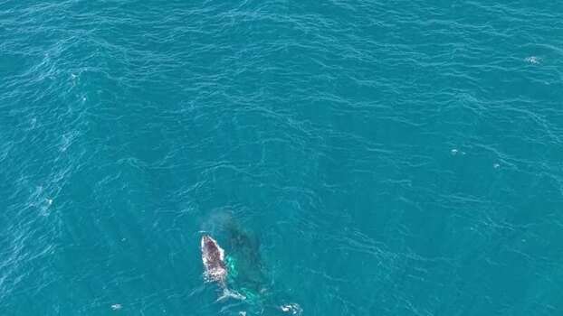 Aerial view of humpback whale near Long Reef Beach Australia.