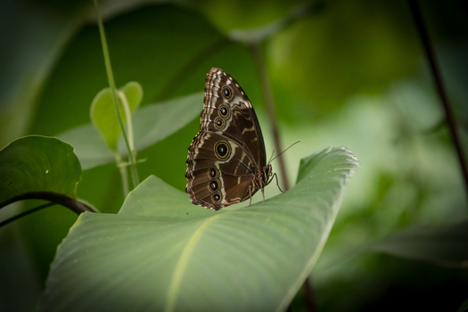 View of an owl butterfly with distinctive eyespots resting on a large green leaf in the lush rainforest of Costa Rica.