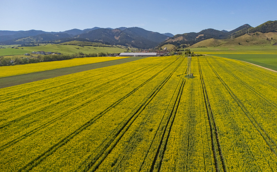 Aerial view of blooming yellow rapeseed fields stretching towards the village and rolling green mountains under a clear blue sky Ludrova Zilina Region Slovakia. Aerial view of blooming yellow rapeseed fields stretching towards the village and rolling green mountains under a clear blue sky Ludrova Zilina Region Slovakia.