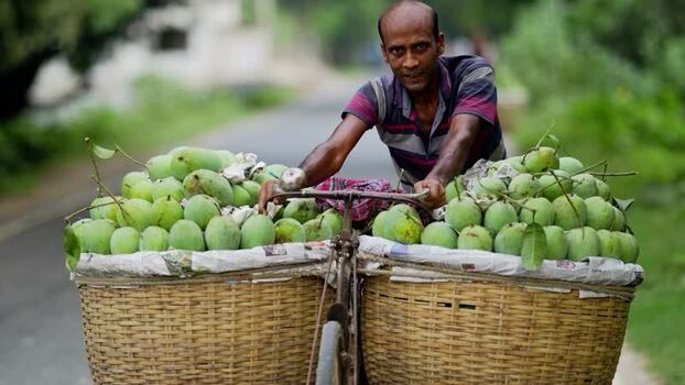 View of a man transporting green mangoes on a bicycle Bangladesh.