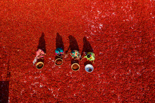 Bogura Rajshahi Division Bangladesh 06 March 2022 Aerial view of workers sorting and drying harvested red chilies on a large flat surface under bright sunlight.