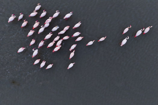 Aerial view of pink flamingos clustered together in the dark water their vibrant plumage a stark contrast to the muted tones San Pedro del Pinatar Region of Murcia Spain. Aerial view of pink flamingos clustered together in the dark water their vibrant plumage a stark contrast to the muted tones San Pedro del Pinatar Region of Murcia Spain.