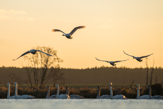 View of swans flying and swimming in a lake during golden hour with a forest silhouette in the background in Debrzno Pomeranian Voivodeshi Poland.