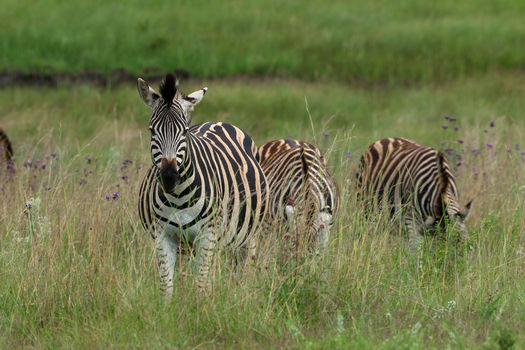 View of a striking zebra its bold black and white stripes contrasting with the vibrant green and dry brown tall grass as others graze nearby Kruger Park South Africa. View of a striking zebra its bold black and white stripes contrasting with the vibrant green and dry brown tall grass as others graze nearby Kruger Park South Africa.