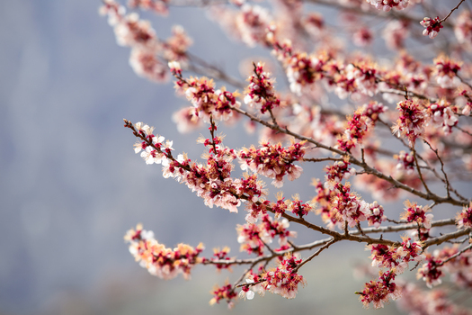View of delicate pink and white apricot blossoms blooming on branches against a soft blurred background in Altit Gilgit Pakistan. View of delicate pink and white apricot blossoms blooming on branches against a soft blurred background in Altit Gilgit Pakistan.