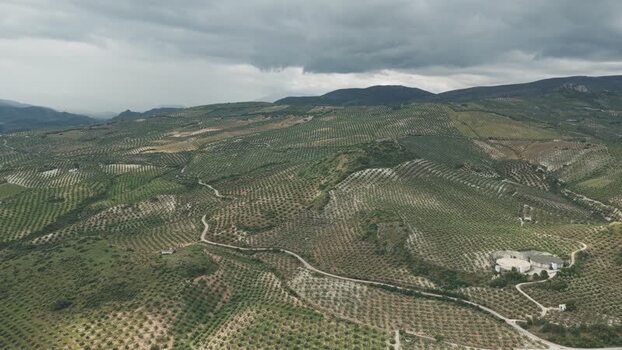 Aerial view of rolling olive groves and hills in Spain.