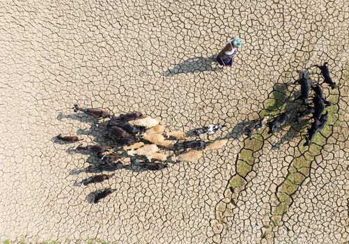 Aerial view of a lone figure tending to a flock of goats across a parched cracked earth their shadows stretching long in the arid landscape Sirajganj Bangladesh. Aerial view of a lone figure tending to a flock of goats across a parched cracked earth their shadows stretching long in the arid landscape Sirajganj Bangladesh.