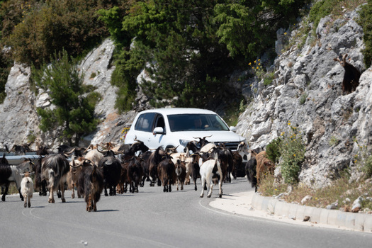 View of a herd of goats blocking a white car on a winding mountain road near Panorama Llogora with rocky cliffs and green trees Himare Qarku i Vlores Albania.