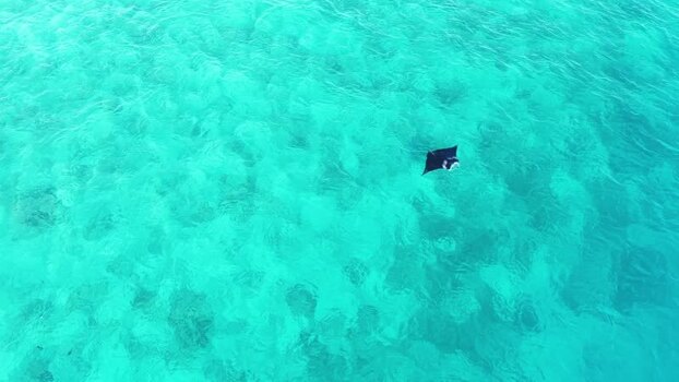 Aerial view of a manta ray swimming in turquoise water Maldives.