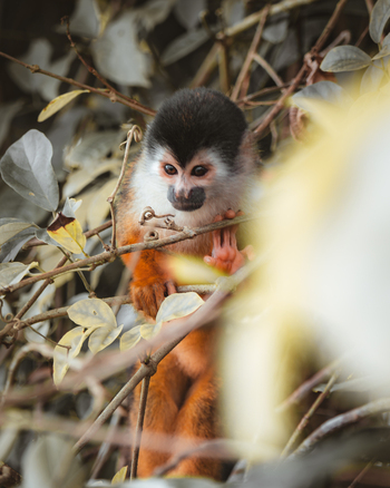 View of a squirrel monkey perched on a branch surrounded by foliage in Costa Rica.