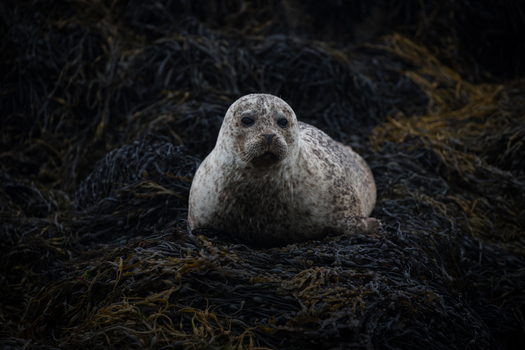 View of a harbor seal with spotted fur resting on a dense bed of dark seaweed along the coast Scotland.