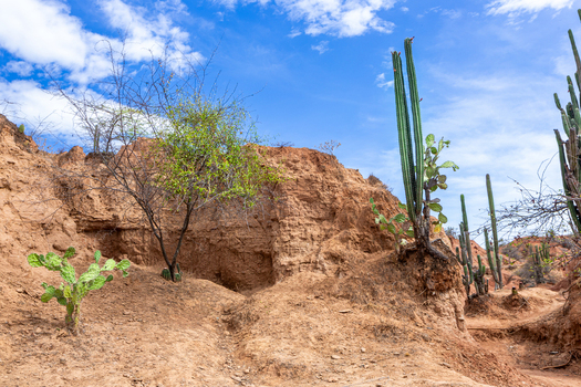 View of the arid landscape of the Tatacoa Desert with tall cacti and red clay formations under a bright blue sky in Villavieja Huila Colombia.