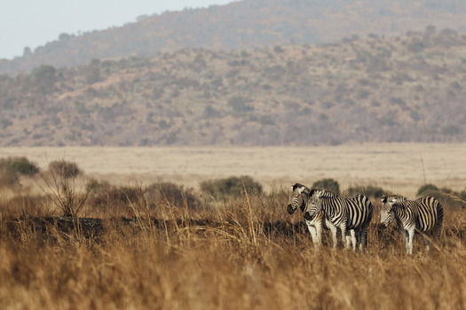 View of zebras standing in the dry golden savannah grass with rolling hills in the background at Waterberg District Municipality Limpopo South Africa. View of zebras standing in the dry golden savannah grass with rolling hills in the background at Waterberg District Municipality Limpopo South Africa.