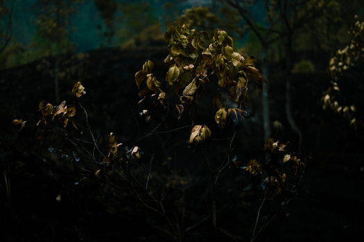 View of a small withered plant standing in a dark volcanic landscape with charred soil and sparse vegetation in Kintamani Bali Indonesia.