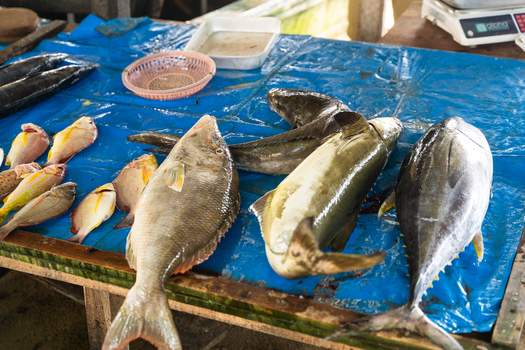 View of fresh fish including tuna and snapper displayed on a blue tarp at a local market stall Sri Lanka. View of fresh fish including tuna and snapper displayed on a blue tarp at a local market stall Sri Lanka.