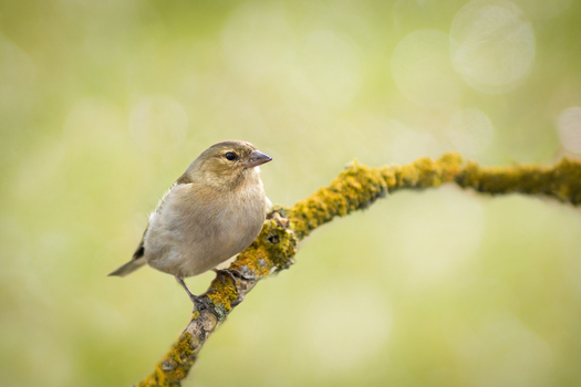 View of a small bird perched on a mossy branch in Debrzno Pomeranian Voivodeship Poland. View of a small bird perched on a mossy branch in Debrzno Pomeranian Voivodeship Poland.