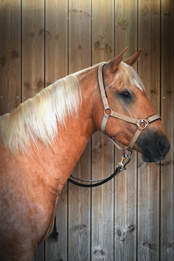 View of a Lusitano horse with a blonde mane and a beige halter standing against a wooden wall in Portugal. View of a Lusitano horse with a blonde mane and a beige halter standing against a wooden wall in Portugal.