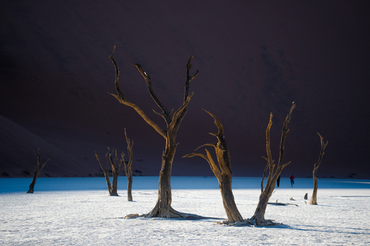 View of stark skeletal trees rise from the cracked white earth against a backdrop of towering dark dunes figures in distance Sossusvlei Hardap Region Namibia. View of stark skeletal trees rise from the cracked white earth against a backdrop of towering dark dunes figures in distance Sossusvlei Hardap Region Namibia.