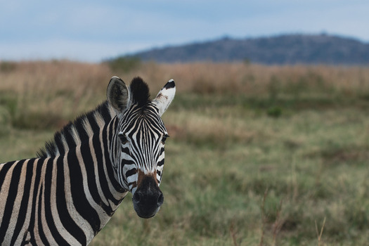 View of a zebra in the Welgevonden Game Reserve with its black and white stripes against a backdrop of savanna grass and hills Waterberg District Municipality Limpopo South Africa.
