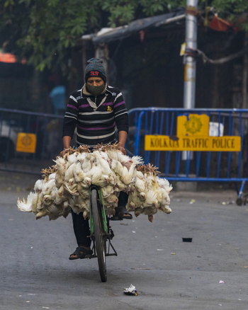 Kolkata India 06 December 2024 View of a man cycling with a large pile of poultry the Kolkata Traffic Police sign visible in the background. Kolkata India 06 December 2024 View of a man cycling with a large pile of poultry the Kolkata Traffic Police sign visible in the background.