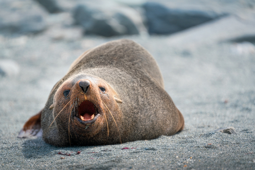 View of an Antarctic fur seal lying on a grey pebble beach with its mouth wide open Antarctica. View of an Antarctic fur seal lying on a grey pebble beach with its mouth wide open Antarctica.