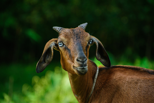 View of a brown goat with striking blue eyes and a rope collar standing in a lush green field in Bogura Rajshahi Division Bangladesh. View of a brown goat with striking blue eyes and a rope collar standing in a lush green field in Bogura Rajshahi Division Bangladesh.