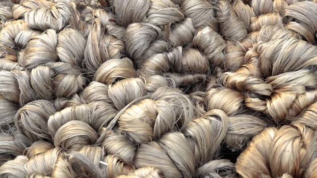 View of bundles of raw jute fiber in Jamalpur Bangladesh. View of bundles of raw jute fiber in Jamalpur Bangladesh.