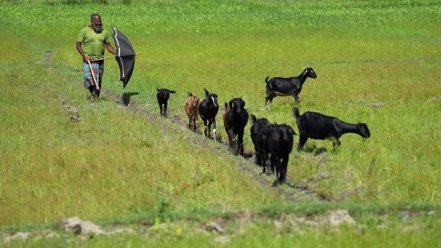 View of a shepherd leading a herd of goats in a green field Bangladesh. View of a shepherd leading a herd of goats in a green field Bangladesh.