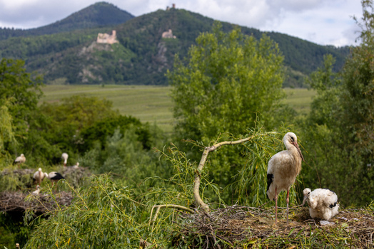 View of white storks in their nests with chicks among lush green trees and castle ruins on the hills in the background in Selestat Grand Est France.