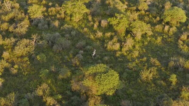 Aerial view of oryx in the savanna South Africa.