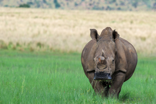 View of a rhinoceros stands majestically in a vibrant green field its textured skin contrasting with the soft grass against a backdrop of golden savanna Vaalwater Limpopo South Africa. View of a rhinoceros stands majestically in a vibrant green field its textured skin contrasting with the soft grass against a backdrop of golden savanna Vaalwater Limpopo South Africa.