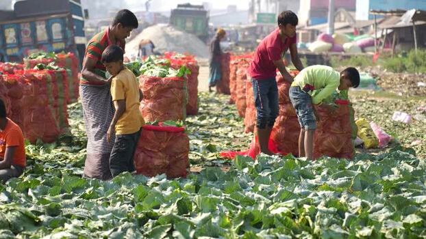 View of workers packing cabbages into bags in Bogura Bangladesh. View of workers packing cabbages into bags in Bogura Bangladesh.