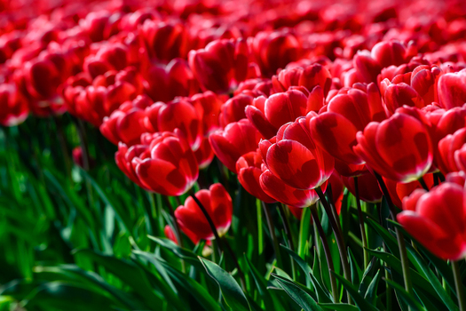 View of vibrant red tulips blooming in a field in the Netherlands. View of vibrant red tulips blooming in a field in the Netherlands.