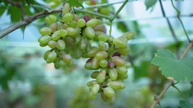 View of green grapes hanging on a vine in Bogura Bangladesh. View of green grapes hanging on a vine in Bogura Bangladesh.