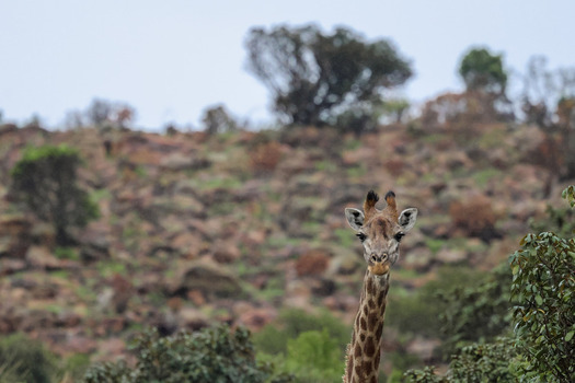 View of a giraffe looking at the camera against a rocky hillside with green bushes in Waterberg District Municipality Limpopo South Africa.
