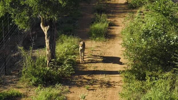 Aerial view of a cheetah walking on a dirt path in South Africa.