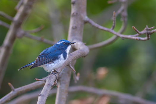 View of a small blue and white bird ultramarine flycatcher perched on a tree branch in Neelum Valley Neelum Kashmir Pakistan. View of a small blue and white bird ultramarine flycatcher perched on a tree branch in Neelum Valley Neelum Kashmir Pakistan.