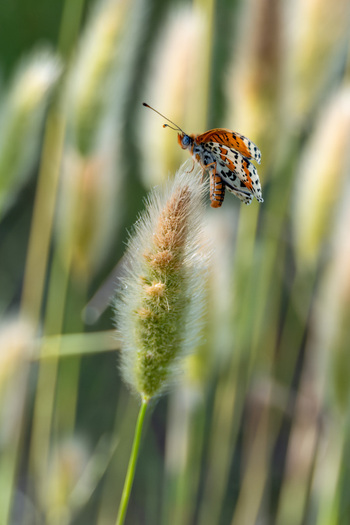 View of a spotted butterfly perched on a fuzzy grass head in the natural landscape of Narta Lagoon Zvernec Vlore County Albania.