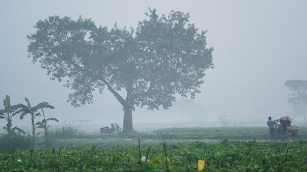 View of a large tree in a foggy field Bangladesh.