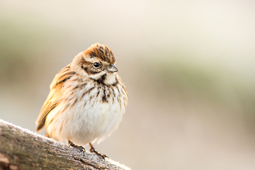 View of a small bird perched on a frost covered branch with soft natural light in Debrzno Pomeranian Voivodeship Poland. View of a small bird perched on a frost covered branch with soft natural light in Debrzno Pomeranian Voivodeship Poland.