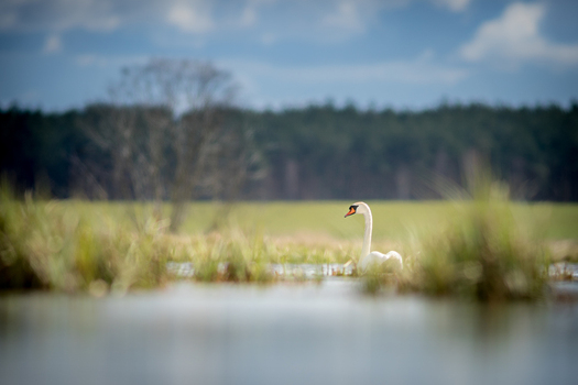 View of a white swan swimming in a marshy wetland with tall grasses in the foreground and a dense forest in the background under a cloudy sky in Debrzno Pomeranian Voivodeship Poland. View of a white swan swimming in a marshy wetland with tall grasses in the foreground and a dense forest in the background under a cloudy sky in Debrzno Pomeranian Voivodeship Poland.