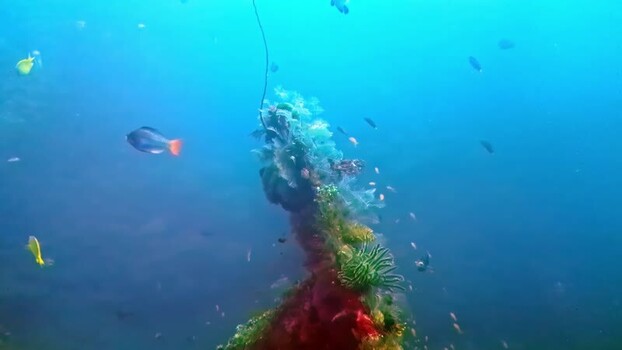 View of a vibrant coral reef in the ocean off Bali Indonesia.