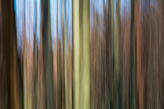View of blurred tree trunks in the forest with browns and greens blending upwards towards a pale blue sky near Passo del Lagastrello Comano Tuscany Italy. View of blurred tree trunks in the forest with browns and greens blending upwards towards a pale blue sky near Passo del Lagastrello Comano Tuscany Italy.