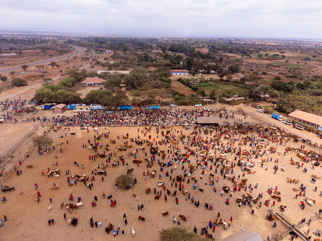 Aerial view of Kimana Animal Market with many people and cattle gathered in the dusty enclosure surrounded by arid landscape in Kimana Kajiado County Kenya.