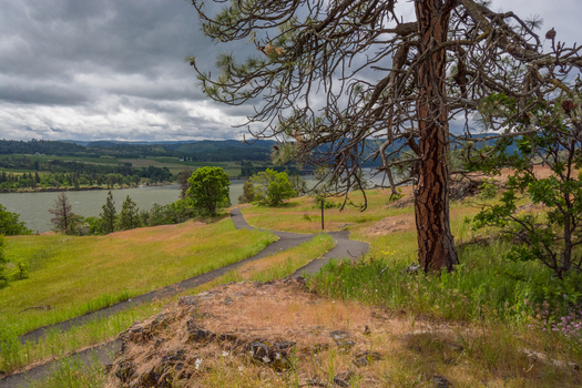 View of a winding paved path through a grassy hillside with pine trees overlooking the Columbia River in Hood River Oregon United States.