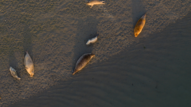 Aerial view of seals resting on the sandbank of Roggenplaat in Schouwen Duiveland Zeeland Netherlands.