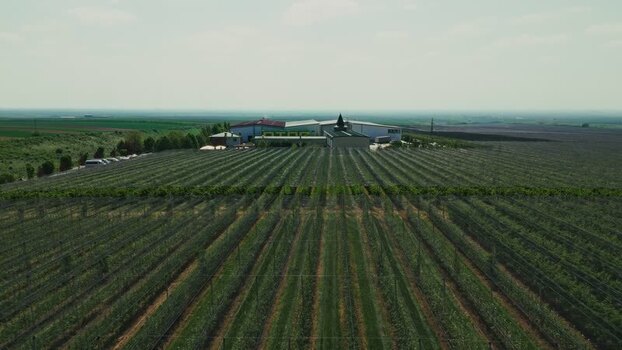 Aerial view of vineyard in Mala Remeta Serbia.