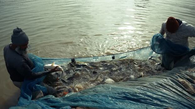 View of fishermen harvesting fish from a net in Karnal India. View of fishermen harvesting fish from a net in Karnal India.