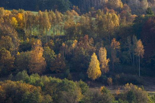 View of a dense forest with vibrant autumn foliage on a rolling hillside under soft light in Wiezyca Pomeranian Voivodeship Poland. View of a dense forest with vibrant autumn foliage on a rolling hillside under soft light in Wiezyca Pomeranian Voivodeship Poland.